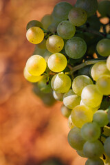 une grappe de raisins de mûr. Des raisins. Le murissement des raisins. Des grains de raisins dans une grappe pendant les vendanges. Une grappe de raisins blancs