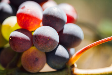 une grappe de raisins de mûr. Des raisins. Le murissement des raisins. Des grains de raisins dans une grappe pendant les vendanges.