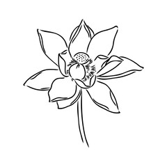 A lotus lily water flower in a vintage woodcut engraved etching style