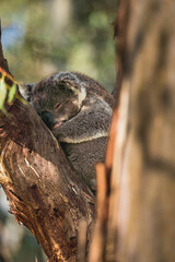 close up of a cute koala sleeping on a tree branch