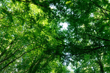 Walking sports path in beech and oak trees. Belgrad forest. Istanbul. Turkey.Trekking path in the forest. Walking pathway. Healthy lifestyle. Running in the forest.

