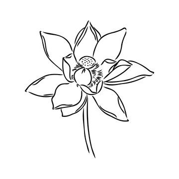 A lotus lily water flower in a vintage woodcut engraved etching style