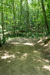 Walking sports path in beech and oak trees. Belgrad forest. Istanbul. Turkey.Trekking path in the forest. Walking pathway. Healthy lifestyle. Running in the forest.

