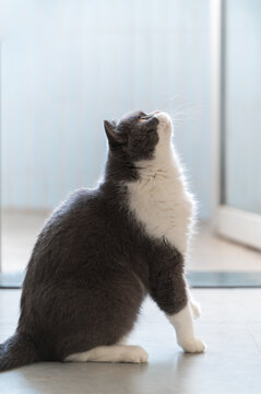 British Shorthair cat looking up