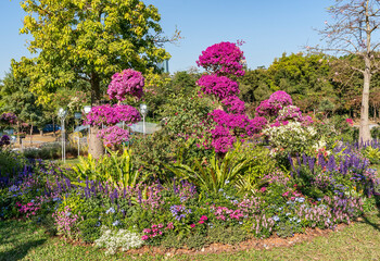 colorful bougainvillea flowers in garden