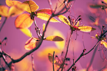 Herbst Momente, sonniger Septembertag, Blätter in gelb/orange/rot, Hintergrund blau/lila Touch