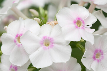 Fototapeta na wymiar Paniculate phlox (garden phlox) in bloom, close up shot
