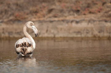 Juvenile greater flamingo Phoenicopterus roseus in a pond. Vargas. Aguimes. Gran Canaria. Canary Islands. Spain.