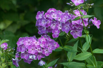 Paniculate phlox (garden phlox) in bloom, close up shot