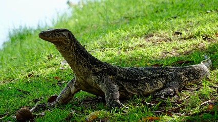 Waran, thailändische Großechse