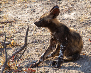 An endangered African wild dog pup isolated at the family group den