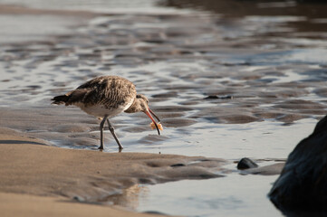 Eurasian whimbrel Numenius phaeopus eating. Maspalomas. San Bartolome de Tirajana. Gran Canaria. Canary Islands. Spain.