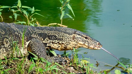 Waran, thailändische Großechse