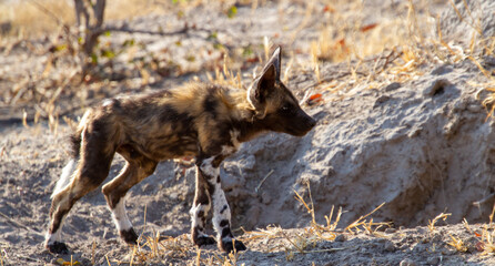 An endangered African wild dog pup isolated at the family group den