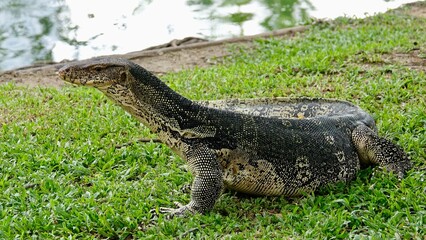 Waran, thailändische Großechse