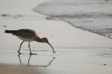 Eurasian whimbrel Numenius phaeopus eating. Maspalomas. San Bartolome de Tirajana. Gran Canaria. Canary Islands. Spain.