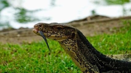 Waran, thailändische Großechse