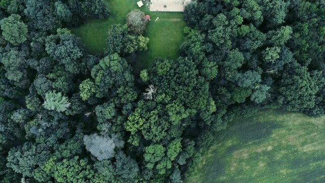 Trees from above