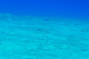 Diving on the reefs of Palau which is a‘bucket list’ diving destination. Some of the must-visit...