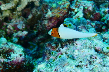 Diving on the reefs of Palau which is a‘bucket list’ diving destination. Some of the must-visit...
