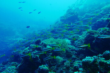 Naklejka na ściany i meble Diving on the reefs of Palau which is a‘bucket list’ diving destination. Some of the must-visit dive sites in Palau are the Blue Corner and the German Channel．