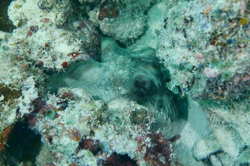 Diving on the reefs of Palau which is a‘bucket list’ diving destination. Some of the must-visit dive sites in Palau are the Blue Corner and the German Channel．