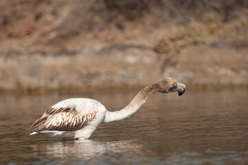 Juvenile greater flamingo Phoenicopterus roseus shaking its head. Vargas. Aguimes. Gran Canaria. Canary Islands. Spain.