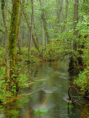 river in a wild deep forest in autumn season in a foggy day