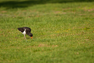 Eurasian oystercatcher Haematopus ostralegus searching for food in a garden. Maspalomas. Gran Canaria. Canary Islands. Spain.