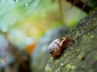 small snail on a rock in a garden