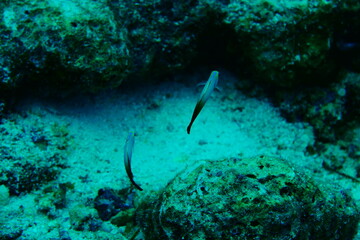 Diving on the reefs of Palau which is a‘bucket list’ diving destination. Some of the must-visit...