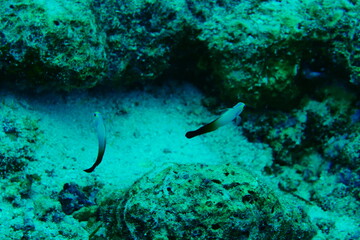 Diving on the reefs of Palau which is a‘bucket list’ diving destination. Some of the must-visit dive sites in Palau are the Blue Corner and the German Channel．