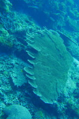 Diving on the reefs of Palau which is a‘bucket list’ diving destination. Some of the must-visit...