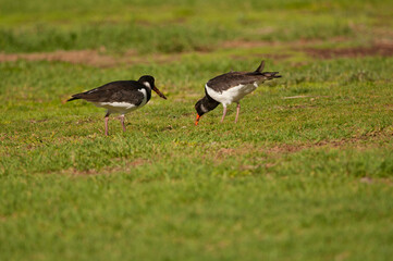 Pair of Eurasian oystercatchers Haematopus ostralegus searching for food in a garden. Maspalomas. Gran Canaria. Canary Islands. Spain.