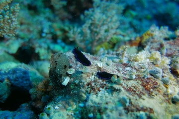 Diving on the reefs of Palau which is a‘bucket list’ diving destination. Some of the must-visit dive sites in Palau are the Blue Corner and the German Channel．