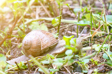 Big snail in shell crawling on road, summer day in garden. Big snail on the ground. Helix pomatia, common names the Roman snail. toned