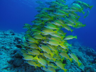 Diving on the reefs of Palau which is a‘bucket list’ diving destination. Some of the must-visit...