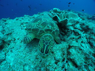 Diving on the reefs of Palau which is a‘bucket list’ diving destination. Some of the must-visit...