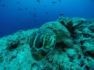 Diving on the reefs of Palau which is a‘bucket list’ diving destination. Some of the must-visit...
