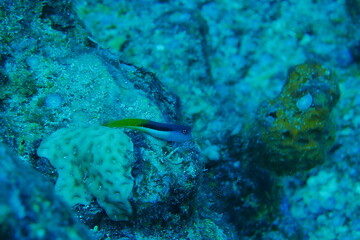 Diving on the reefs of Palau which is a‘bucket list’ diving destination. Some of the must-visit dive sites in Palau are the Blue Corner and the German Channel．