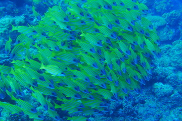 Fototapeta na wymiar Diving on the reefs of Palau which is a‘bucket list’ diving destination. Some of the must-visit dive sites in Palau are the Blue Corner and the German Channel．