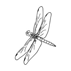 dragonfly black and white sketch with delicate wings vector illustration black and white sketch
