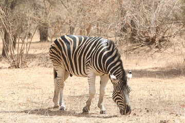 Wild zebra (hippotigris) in Bandia reserve, Senegal, Africa. African animal. Safari in Africa. Plains zebra (equus quagga, formerly equus burchellii), common zebra, portrait. African safari, nature