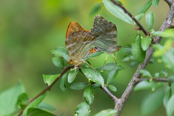 Silver-washed fritillary (Argynnis paphia)