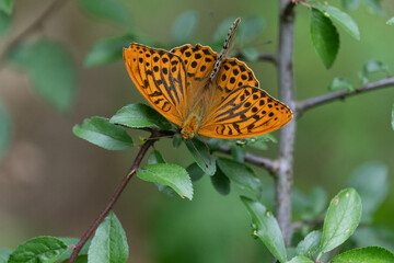 Silver-washed fritillary (Argynnis paphia)