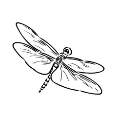 dragonfly black and white sketch with delicate wings vector illustration black and white sketch