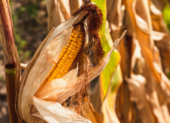 Ripe corn on the corn field.