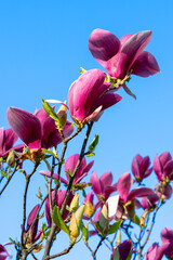 Flowering magnolia branches against a perfectly clear blue sky. Rich red magnolia flowers against a deep blue sky