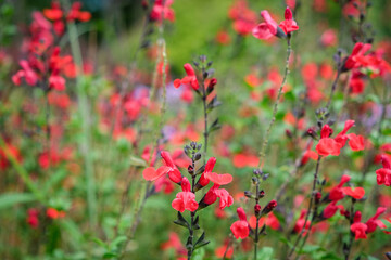 Massif de petites fleurs rouge dans un jardin botanique. 
