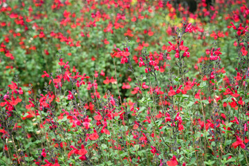 Massif de petites fleurs rouge dans un jardin botanique. 
